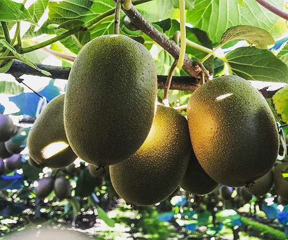 About King of Kiwi New Zealand and 100% natural kiwifruit blends